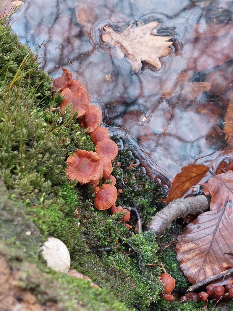 Photo © Jesper Launder Flammulaster ferrugineus by Jesper Launder